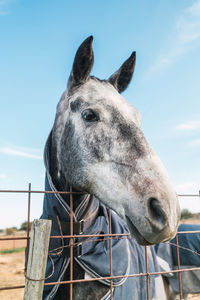 Obedient gray horse wrapped in blankets standing in paddock near metal fence against blue sky in countryside on summer day