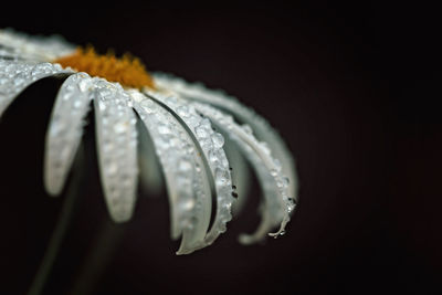 Close-up of water drops on flower against black background