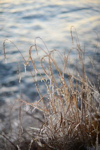 Close-up of grass on beach