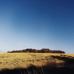 Scenic view of field against clear blue sky