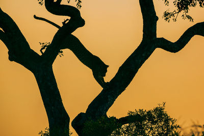 Low angle view of silhouette tree against sky during sunset