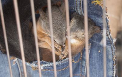 Close-up of squirrels sleeping in cage