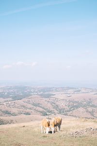 High angle view of cows grazing on field against sky