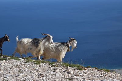 View of goats on land