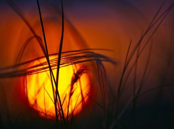 Close-up of stalks against orange sky