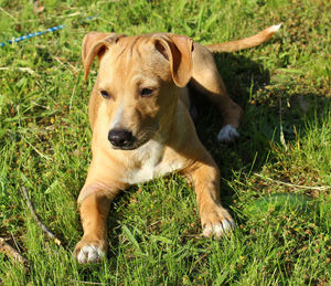 Dog relaxing on grassy field