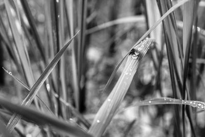 Close-up of insect on plant