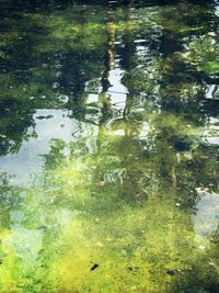 Reflection of trees in pond