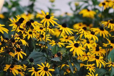 Close-up of yellow flowering plant