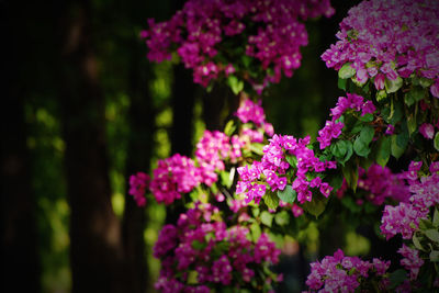 Close-up of pink flowering plants