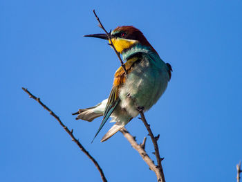 European bee-eater - merops apiaster