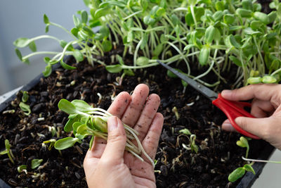 Cropped image of person holding plant