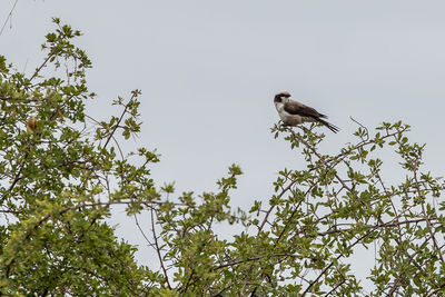 Low angle view of bird perching on tree against sky