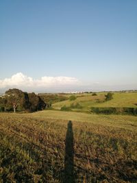 Scenic view of field against clear sky