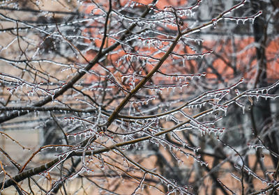 Close-up of bare tree in forest during winter