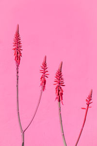 Plants on pink fashion wallpaper. aloe on wall background. minimal tropical design. travel holiday r