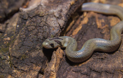 Close-up of lizard on rock