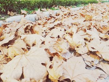 Close-up of dry autumn leaves fallen on ground