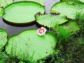 Close-up of lotus water lily in pond