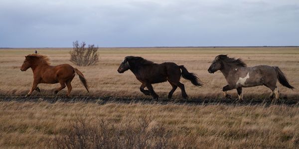 Horses grazing on field