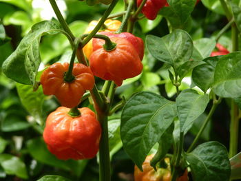 Close-up of tomatoes growing on plant