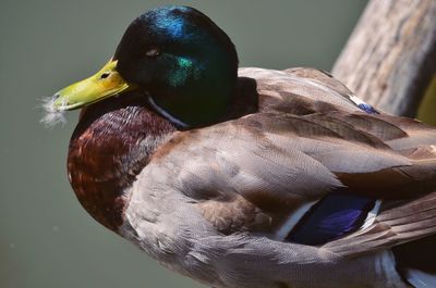 Close-up of a duck