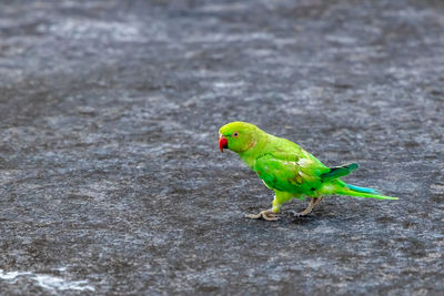 High angle view of parrot