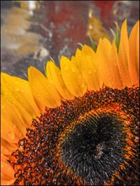 Close-up of yellow flower