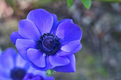Close-up of purple flower