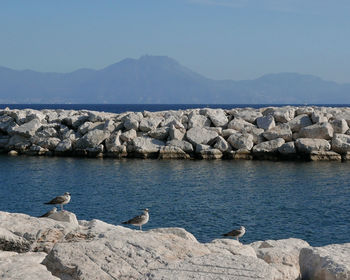 Suggestive panorama of the beautiful coast of naples in italy with seagulls