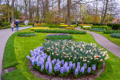 View of flowering plants in garden