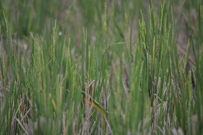 Close-up of crops growing on field