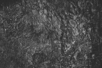 Full frame shot of tree trunk