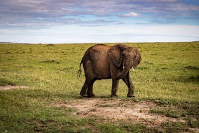 Elephant walking in a field