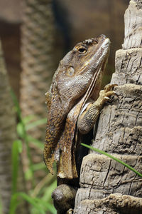 Close-up of lizard on tree trunk