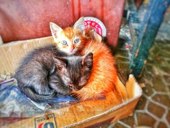 High angle view of cat resting in basket