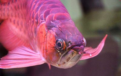 Close-up of fish underwater