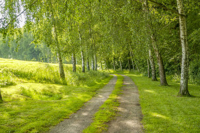 Dirt road amidst trees in forest