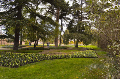 Trees on grassy field