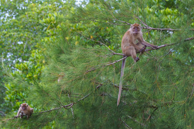 Monkey in a forest