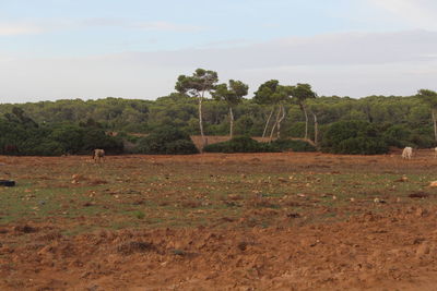 Scenic view of trees on field against sky