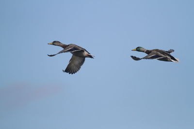 Low angle view of birds flying against clear blue sky