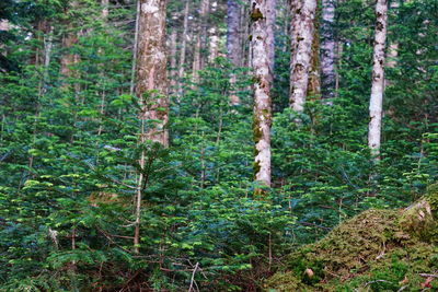 Trees in forest