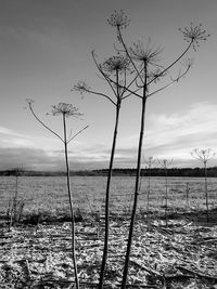 Bare tree on field against sky