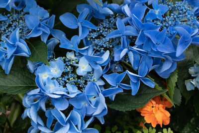 Close-up of purple hydrangea flowers