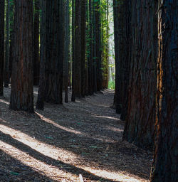 Trees growing in forest