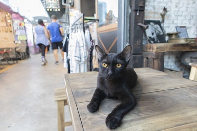 Portrait of black cat on floor