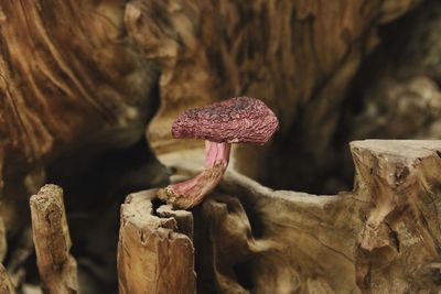 Close-up of dried mushroom growing on tree