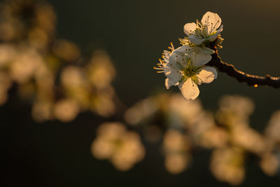 Apple tree twig with flowers in back lit close-up