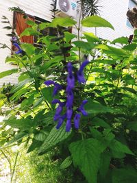 Close-up of purple flowering plant